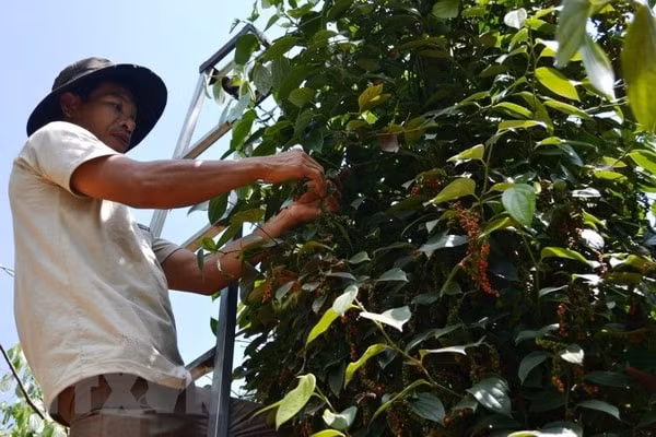 Các nước sản xuất hồ tiêu hàng đầu vừa qua không thực hiện trồng mới và việc bảo trì các trang trại tiêu còn khá yếu kém. Ảnh minh họa