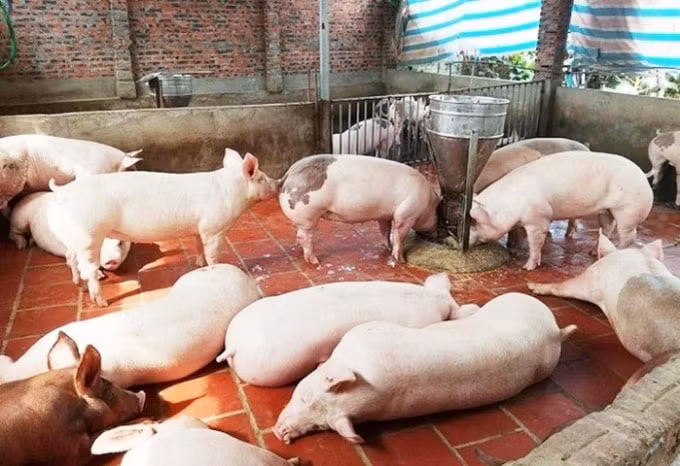 Giá heo hơi hôm nay 3/1: Tiếp tục tăng mạnh từ 1.000 - 5.000 đồng/kg . Ảnh minh họa