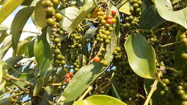 Giá hồ tiêu hôm nay 2/1 tại thị trường trong nước ổn định quanh mức 53.000 đồng/kg