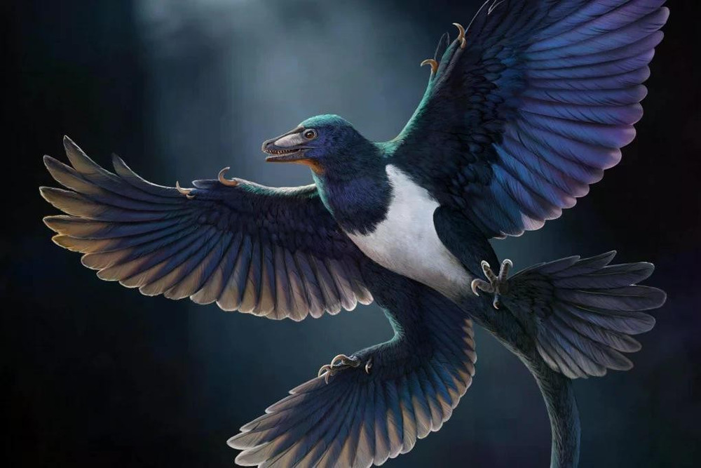 Ảnh minh họa về loài Norellraptor. Ảnh: Zhao Chuang Ảnh minh họa về loài Norellraptor. Ảnh: Zhao Chuang