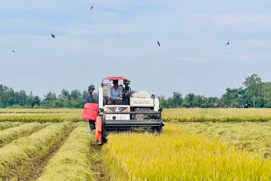 Bài toán kinh tế thành công từ mô hình lúa giảm phát thải tạo thu nhập cao cho nông dân tại Vĩnh Long