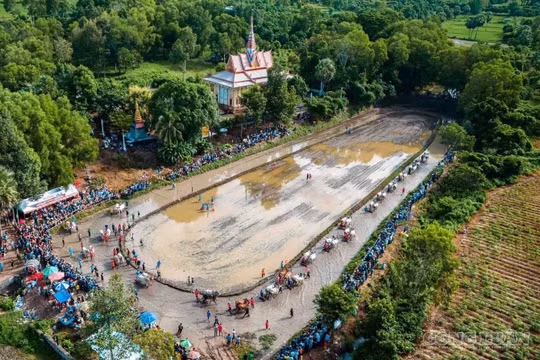 Hội đua bò Chùa Rô: 32 đôi bò tranh tài, giải thưởng lớn mang tính kỷ lục