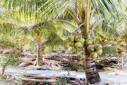 Vĩnh Long: Bứt phá với mô hình dừa hữu cơ, hướng tới nền nông nghiệp phát thải thấp