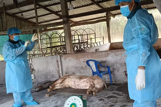 Phát hiện ổ dịch nghi dịch tả lợn châu Phi khiến nhiều con lợn chết bất thường