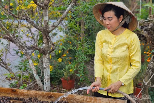 Cô gái miền Tây kiếm trăm triệu từ loại trái bị quên lãng