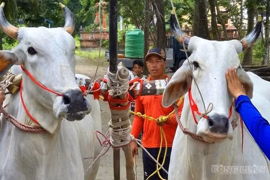 Sôi nổi không khí tập luyện mừng ngày Hội đua bò truyền thống An Giang