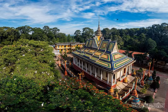 Ngỡ ngàng cảnh tượng hàng vạn chim trời trú ngụ ở ngôi chùa cổ miền Tây