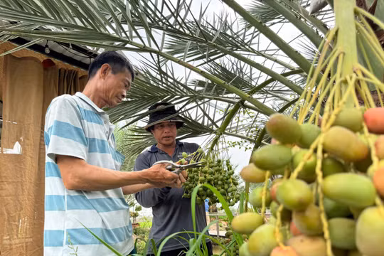 Lạ mắt vườn “chà là” sum suê trái tại vùng biên Đồng Tháp