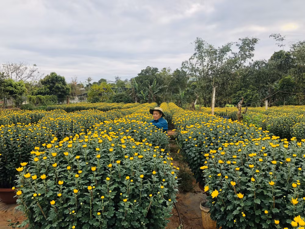 gia lai trong bong vang ban tet hai vo chong u70 lai 100 trieu dong vu hinh 1