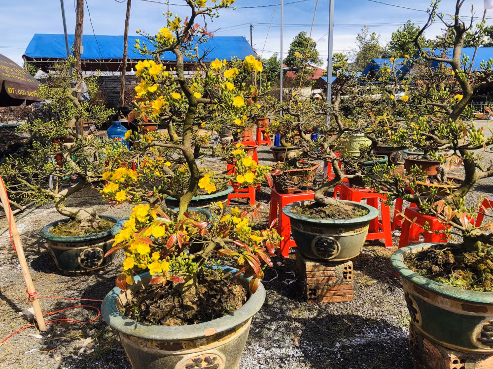 gia lai mai bonsai vang ruc dep me ly gia chi hon 1 trieu van e chong e cho hinh 10