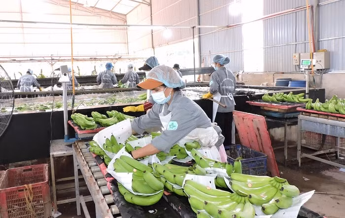 eu dang tro thanh thi truong xuat khau chu luc cua hang hoa viet nam hinh 1
