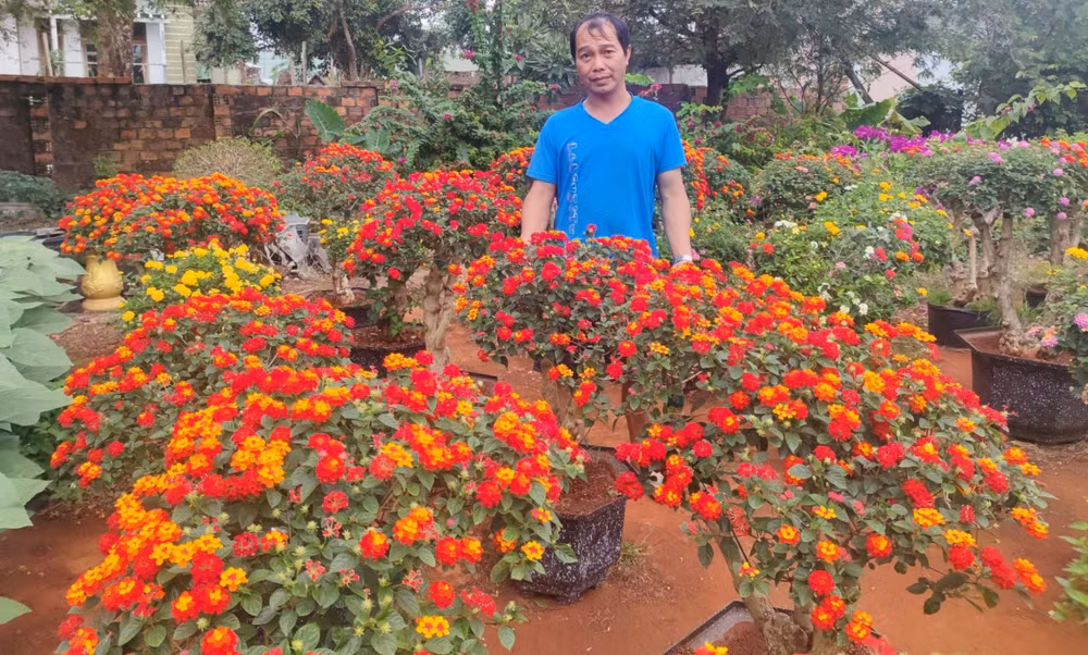 gia lai phu phep cay hoa dai ven duong thanh bon sai tien trieu hut khach dip tet hinh 4