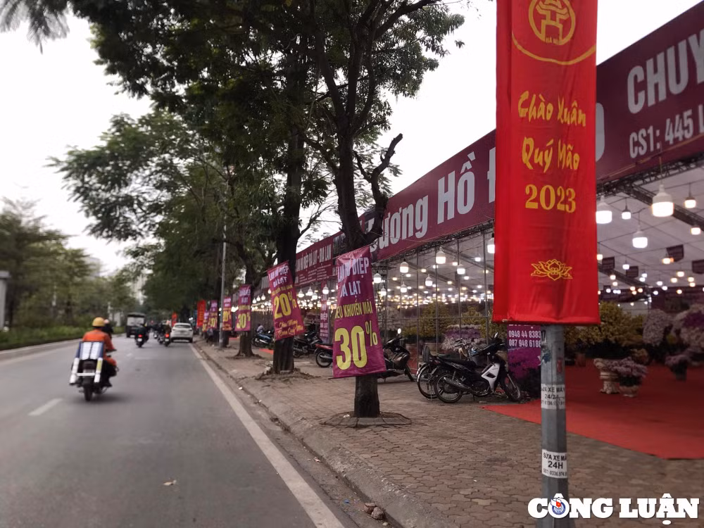 dao quat sale sap san van vang khach mua hinh 4