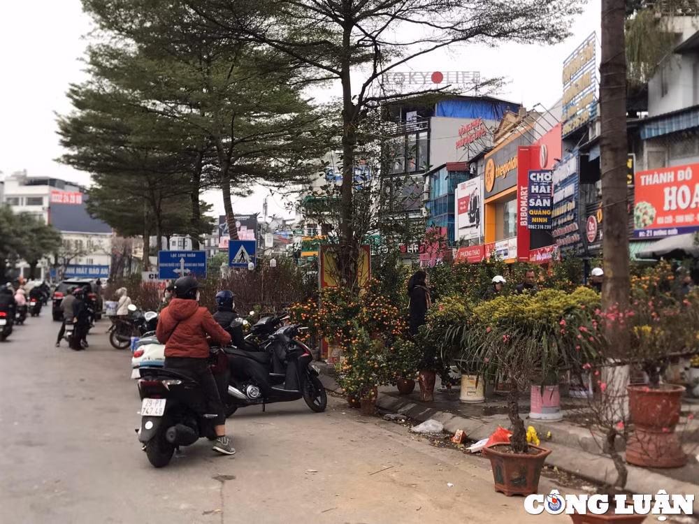 dao quat sale sap san van vang khach mua hinh 2