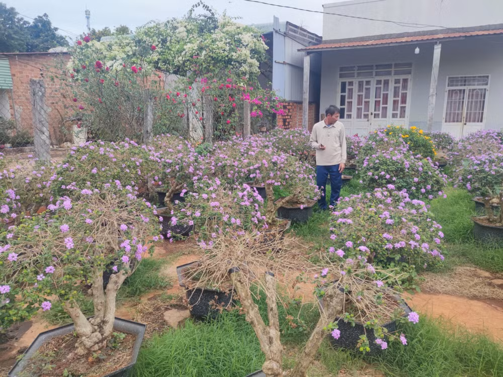 gia lai phu phep cay hoa dai ven duong thanh bon sai tien trieu hut khach dip tet hinh 3