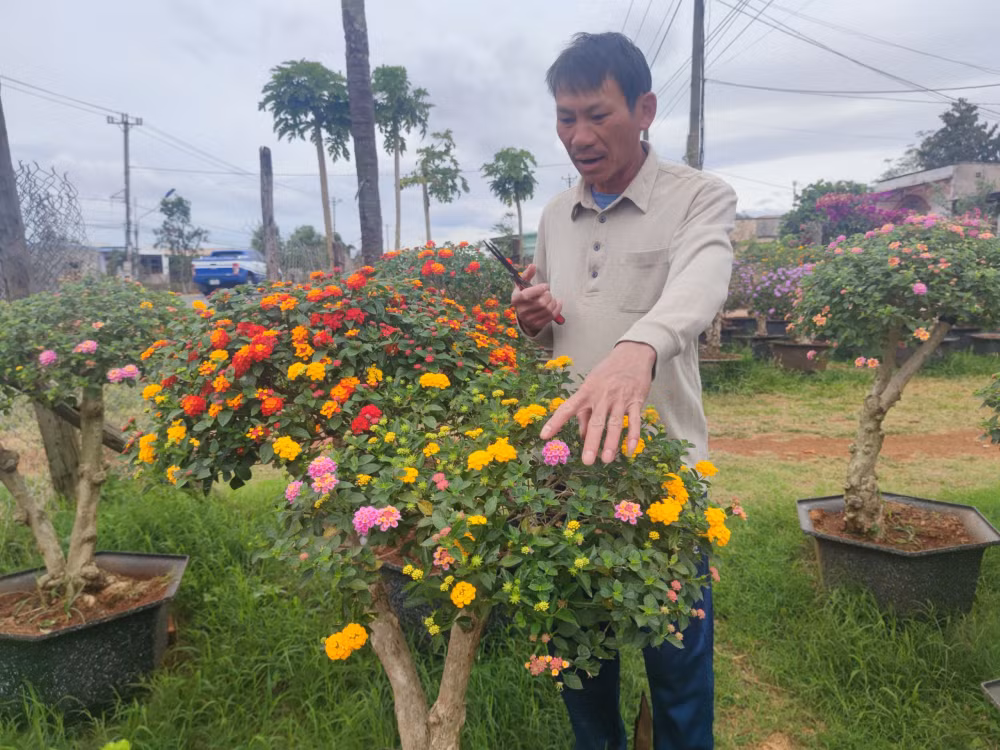 gia lai phu phep cay hoa dai ven duong thanh bon sai tien trieu hut khach dip tet hinh 2