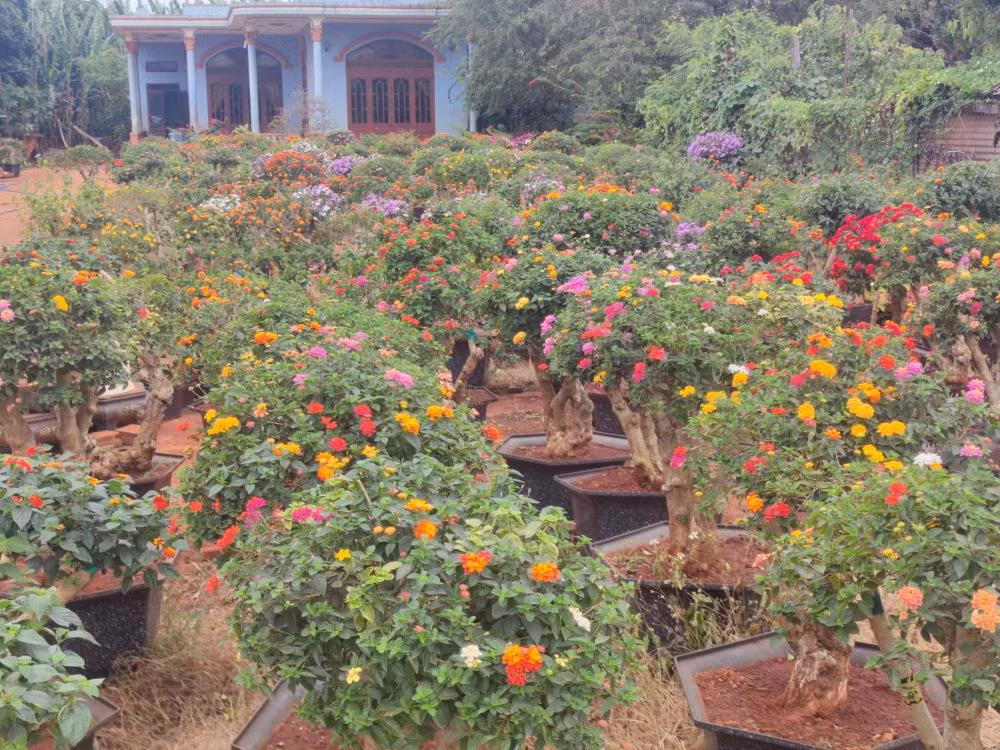 gia lai phu phep cay hoa dai ven duong thanh bon sai tien trieu hut khach dip tet hinh 1