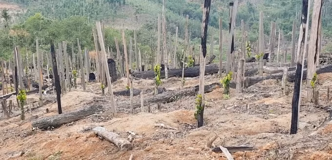 Những trụ Tiêu mới trồng trên diện tích rừng bị phá, những cây gỗ to bị đốn hạ nằm la liệt dưới gốc Tiêu. Ảnh: Ngọc Anh