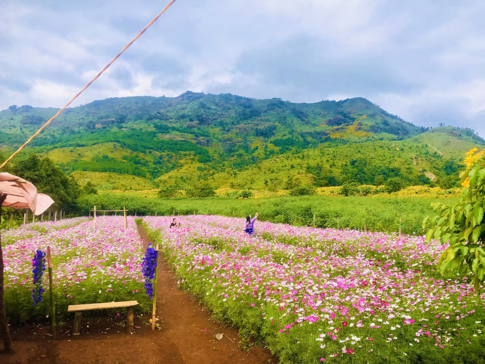 gia lai du khach me man ngam sac hoa da quy nhuom vang nui lua chu dang ya hinh 9
