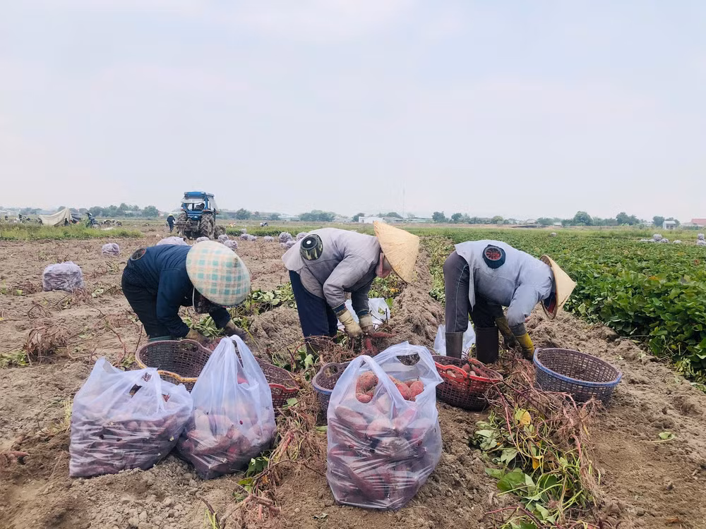 gia lai nong dan trung dam vi khoai lang duoc mua duoc ca gia hinh 2