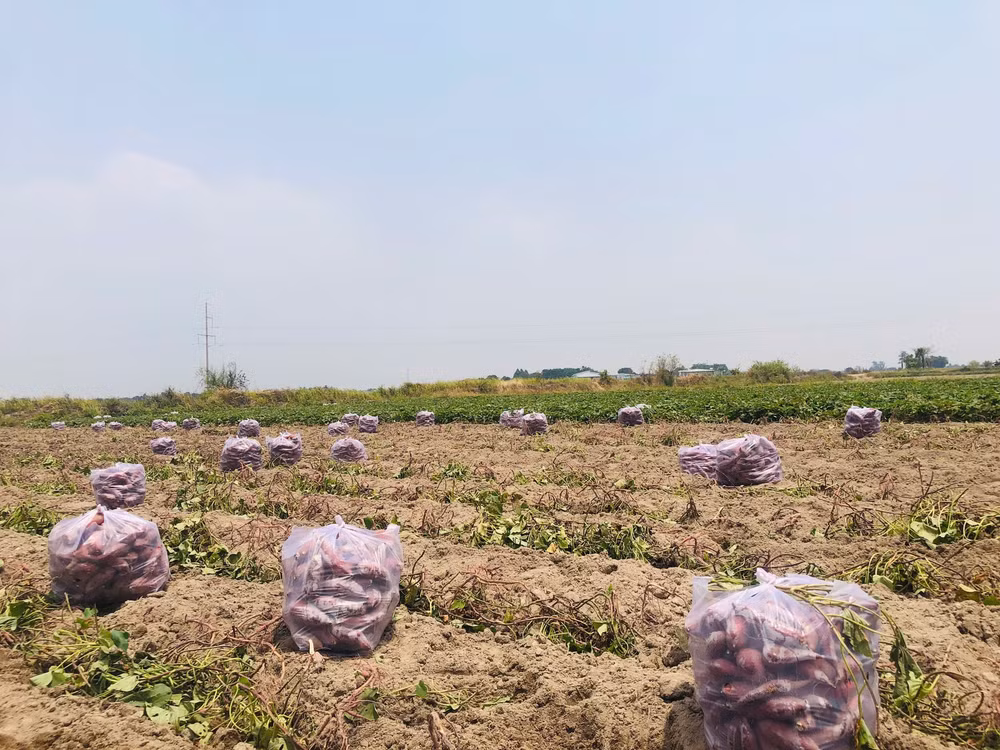 gia lai nong dan trung dam vi khoai lang duoc mua duoc ca gia hinh 3