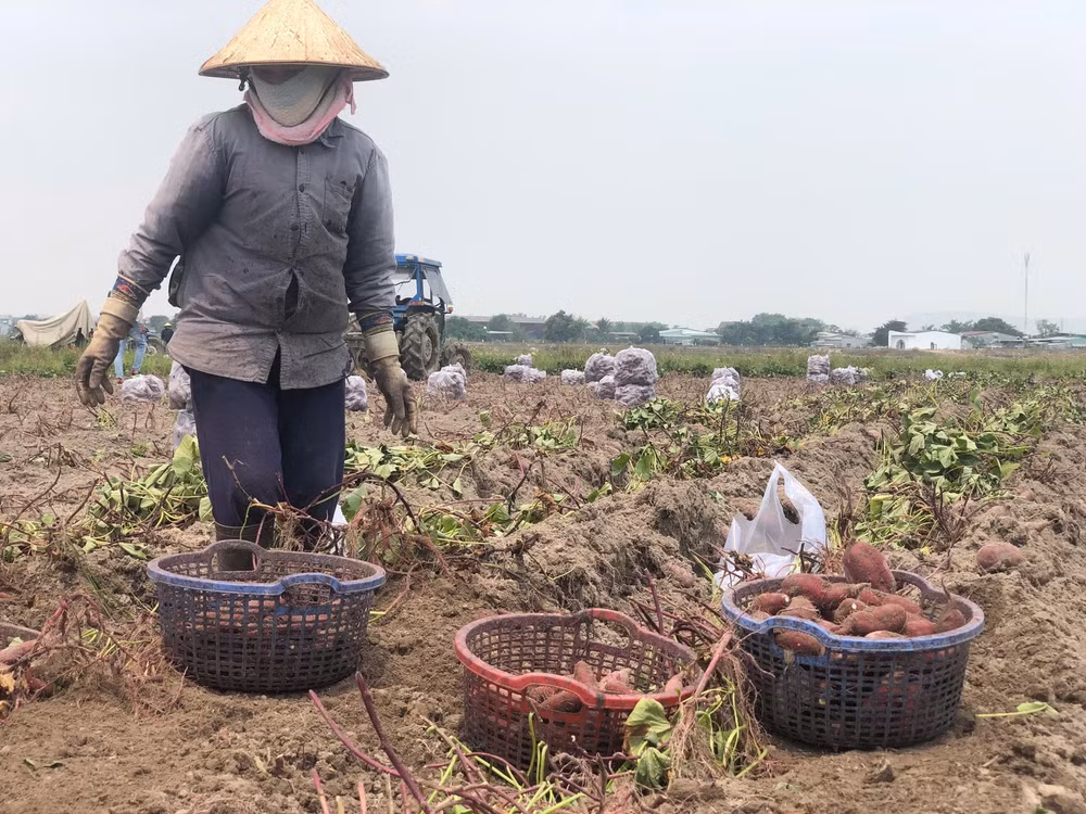 gia lai nong dan trung dam vi khoai lang duoc mua duoc ca gia hinh 4