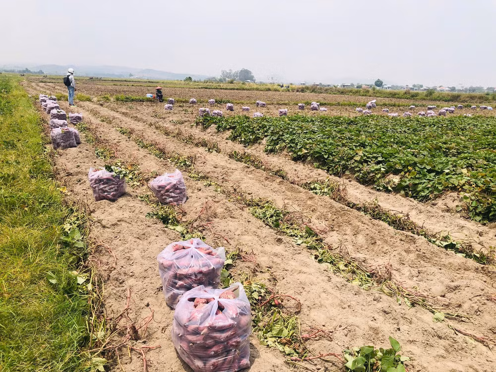 gia lai nong dan trung dam vi khoai lang duoc mua duoc ca gia hinh 6
