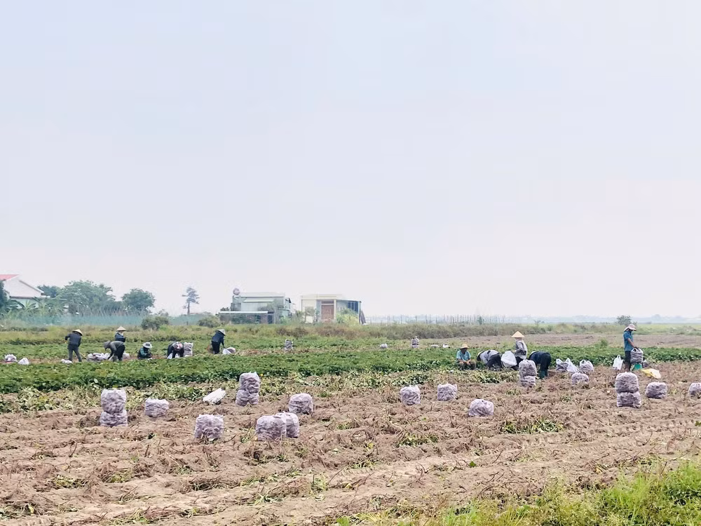 gia lai nong dan trung dam vi khoai lang duoc mua duoc ca gia hinh 1