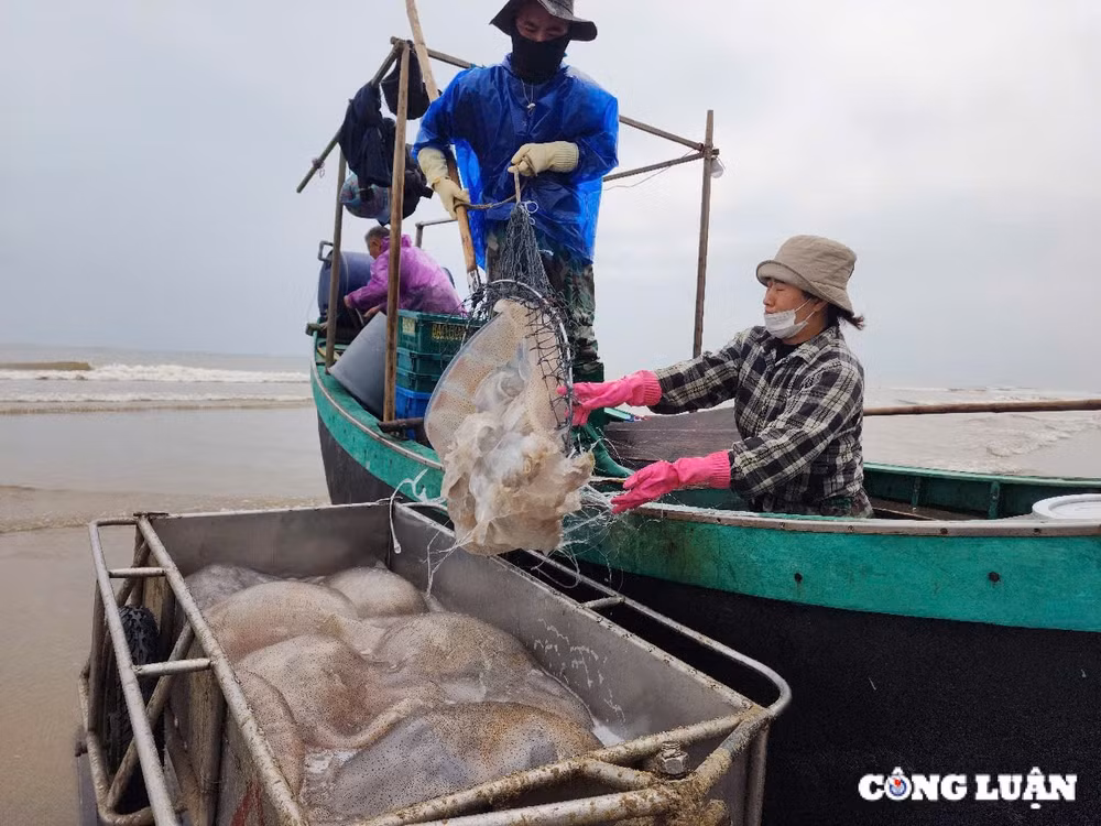 ngu dan ha tinh trung dam mua sua bien thu tien trieu moi chuyen ra khoi hinh 2