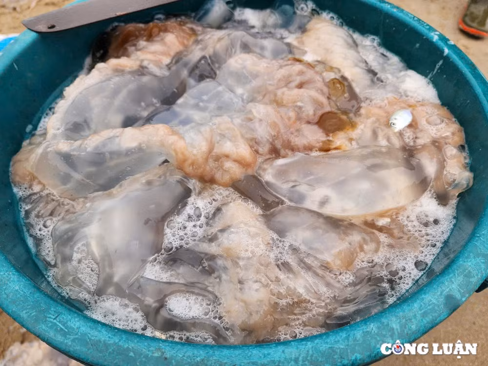ngu dan ha tinh trung dam mua sua bien thu tien trieu moi chuyen ra khoi hinh 3