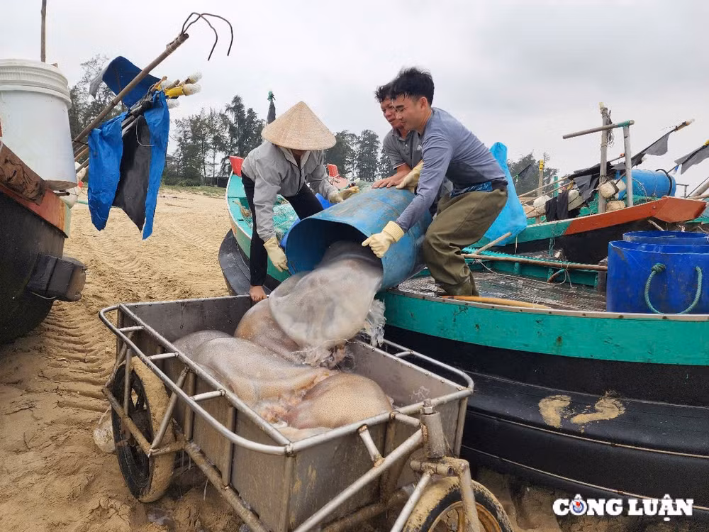 ngu dan ha tinh trung dam mua sua bien thu tien trieu moi chuyen ra khoi hinh 1