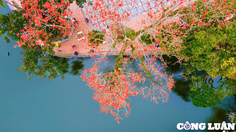 ruc ro sac do hoa gao o ngoi chua co ngoai thanh ha noi hinh 8