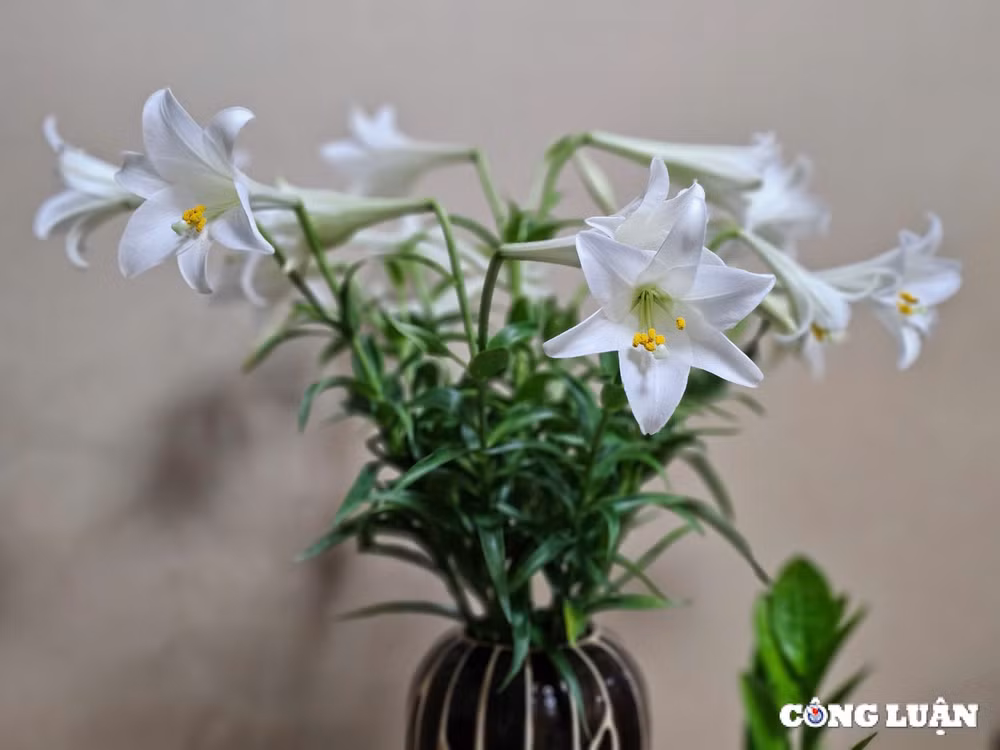 nguoi dan lang tay tuu boi thu hoa loa ken dau mua vu hinh 12