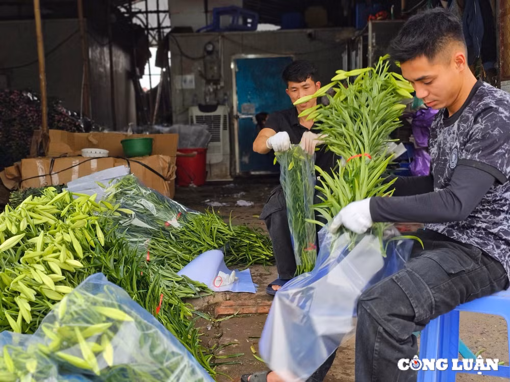 nguoi dan lang tay tuu boi thu hoa loa ken dau mua vu hinh 11