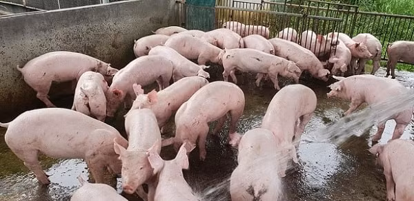 Giá heo hơi tiếp tục đi xuống nhỏ giọt trên cả 3 miền. Ảnh minh họa.