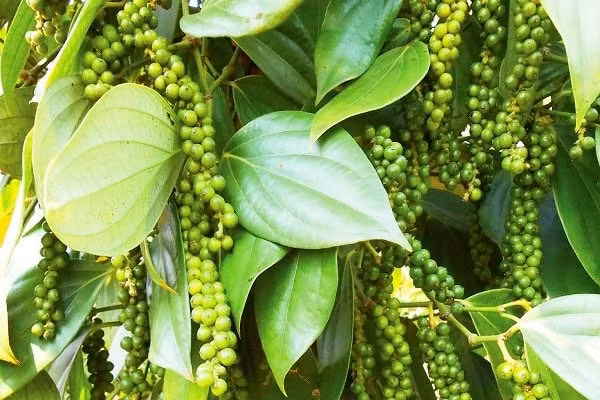 Hồ tiêu đang nhích dần lên mốc 50.000 đồng/kg. Ảnh minh họa.