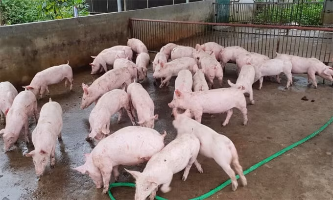 Giá heo hơi Miền Bắc - Nam biến động từ 1.000 - 3.000 đồng/kg. Ảnh minh họa.