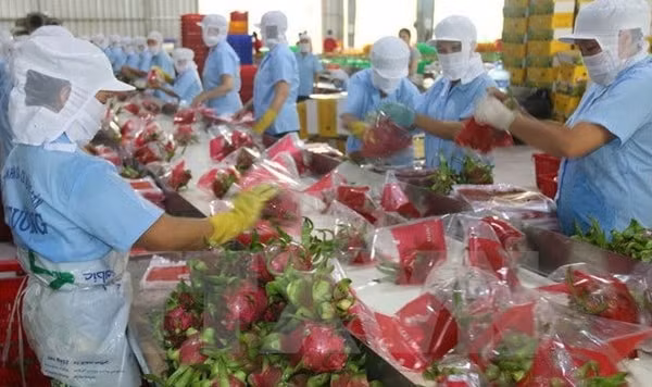 Quả thanh long - mặt hàng xuất khẩu chủ lực giảm 6% trong 7 tháng năm 2020