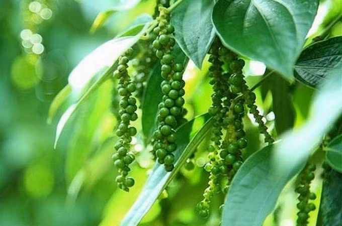 Giá tiêu hôm nay 18/8, duy trì ở mức 47.000 - 49.500 đồng/kg. Ảnh minh họa.