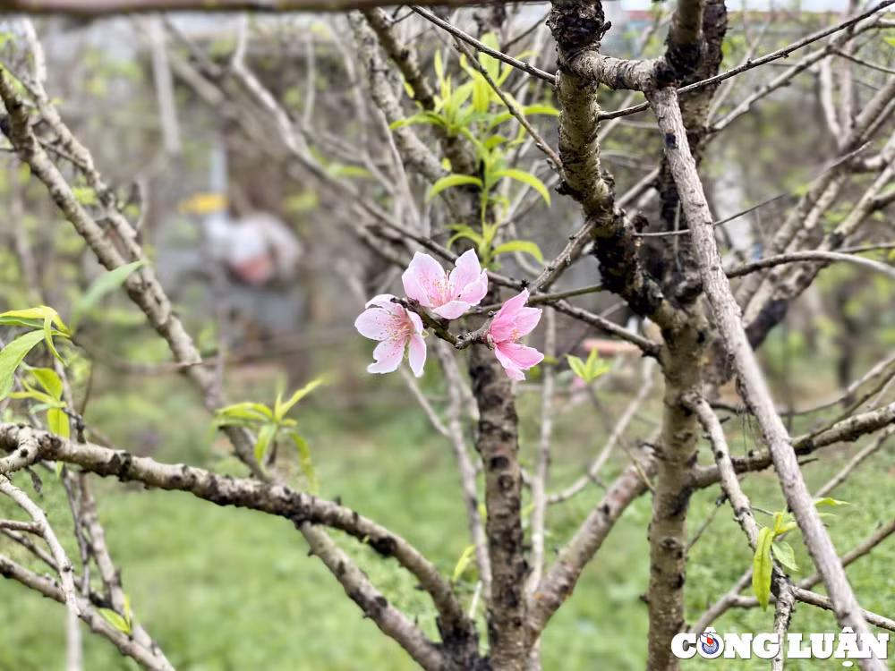 nguoi dan lang dao lon nhat thanh hoa chuan bi hang don vu tet hinh 1