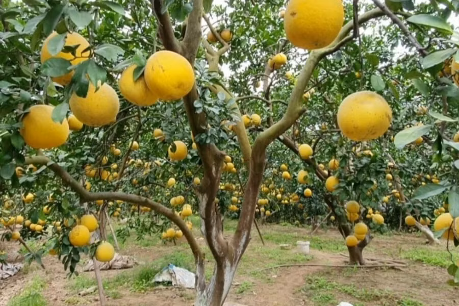 buoi dien dac san hoa trai dat ha thanh vao mua thu hoach hinh 1
