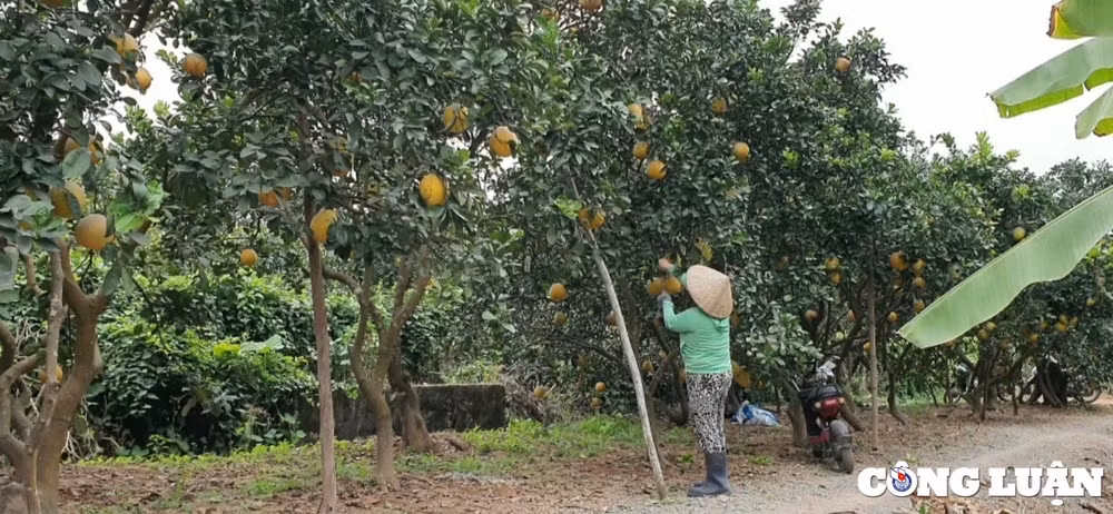buoi dien dac san hoa trai dat ha thanh vao mua thu hoach hinh 2