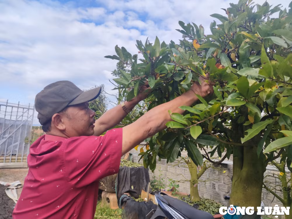 gia lai nguoi dan lo lang mat thu nhap vi mai tet no som hinh 4