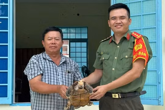 Quảng Ngãi: Người dân tự nguyện giao nộp 3 cá thể rùa quý hiếm cho Công an