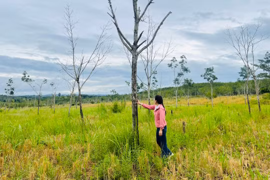Chủ tịch UBND tỉnh Gia Lai: Chuyển đổi hơn 22.000 ha cao su, doanh nghiệp cần nghiêm túc