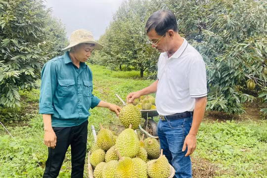 Gia Lai: Bỏ phố lên rừng, lão nông sở hữu hơn 1.600 cây sầu riêng, thu gần 7 tỷ đồng mỗi năm