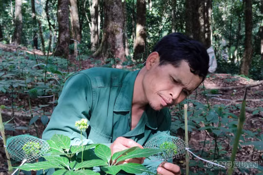 Quảng Ngãi: Người trồng sâm Ngọc Linh thức cùng mùa hạt, giữ nguồn gen quý giữa đại ngàn