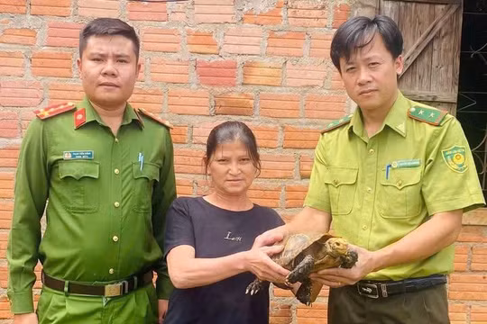 Gia Lai: Người dân tự nguyện giao nộp cá thể rùa núi vàng quý hiếm