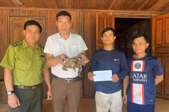 Người dân vùng cao Quảng Ngãi giao nộp rùa núi vàng quý hiếm cho lực lượng chức năng