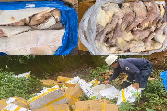 Gia Lai: Phát hiện gần 1 tấn thịt heo, đùi gà đông lạnh chuyển màu, bốc mùi